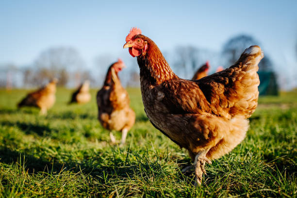 Read more about the article Le Guide Ultime pour Gérer une Ferme Avicole Rentable