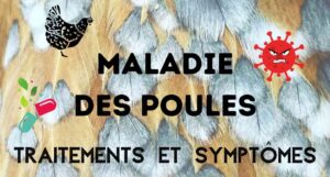 Read more about the article Quelles sont les maladies les plus courantes chez les poules ?