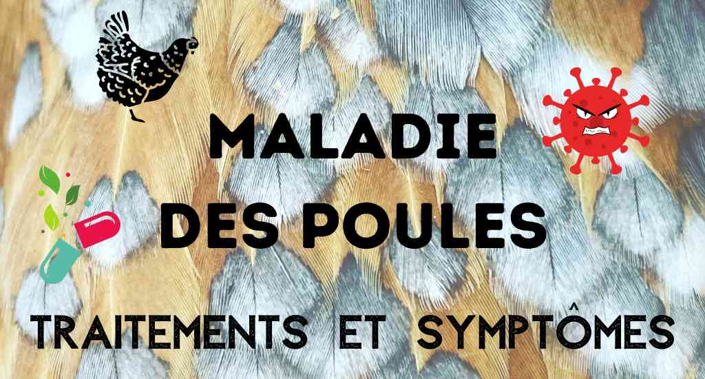 Read more about the article Quelles sont les maladies les plus courantes chez les poules ?