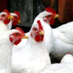 LE GUIDE CHOC POUR VENDRE VOS POULETS 20% PLUS CHER (MÊME EN PLEINE CRISE !)