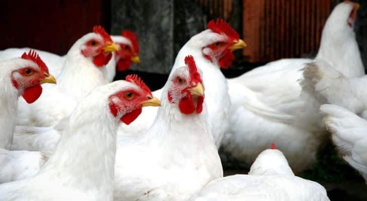 Read more about the article LE GUIDE CHOC POUR VENDRE VOS POULETS 20% PLUS CHER (MÊME EN PLEINE CRISE !)