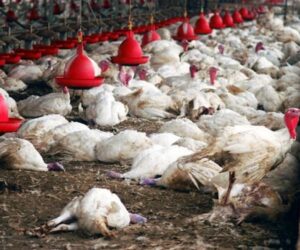 Read more about the article CES MALADIES SILENCIEUSES DÉVORENT VOS BÉNÉFICES (VOICI COMMENT LES STOPPER NET!)