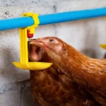 CHOISIR LE BON ABREUVOIR : VOTRE GUIDE ULTIME POUR ÉCONOMISER EAU, TEMPS ET ARGENT !