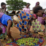 La chaîne de valeur agricole expliquée : de la semence au produit transformé