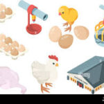 Planifier sa ferme comme une entreprise (même à petite échelle)